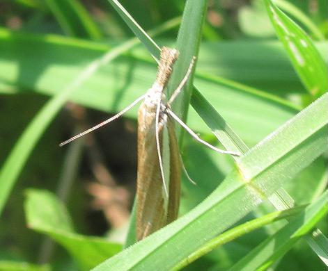 Agriphila selasella?